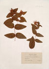 Hypericum hircinum L. ; Androsaemum foetidum Cast.