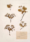 Acer platanoides L.