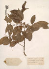 Zanthoxylon aromaticum Willd [Griseb?].