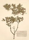 Rhamnus saxatilis L. ; Rhamnus infectorius L.