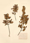 Rhamnus alaternus L.