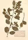 Rhamnus autumnalis Gandoger