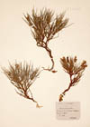 Erinacea pungens Boiss. ; Anthyllis erinacea L.