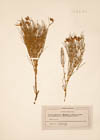 Genista radiata Scop. ; Cytisus radiatus Koch