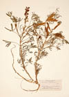 Lupinus angustifolius L. . Lupinus reticulatus Desv. 