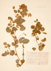 Ononis rotundifolia L.