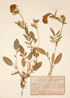 Anthyllis vulneraria L. ; Anthyllis polyphylla (DC.) Kit. ex G.Don ; Anthyllis maritima Koch. ; Anthyllis baldensis A.Kern. ex Sagorski ; Anthyllis dillenii Schulz ex Steud. ; Anthyllis rubrifolia  DC.
