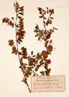 Glycyrrhiza echinata L.
