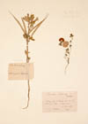 Trigonella foenum-graecum L.
