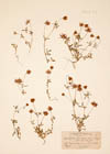 Trifolium glanduliferum Boiss.