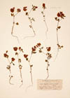 Trifolium speciosum Willd.