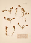 Trifolium smyrnaeum Boiss.