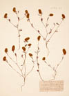 Trifolium preslianum Boiss.