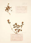 Trifolium clypeatum L.