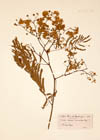 Acacia sarmentosa Desf. ?