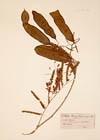 Acacia paniculata Willd. 