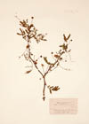 Acacia farnesiana  (L.) Willd.
