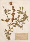 Amygdalus nana L.