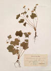 Waldsteinia geoides Willd.
