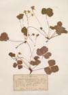 Waldsteinia trifolia Rochel