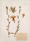 Oenothera stricta Ledeb.