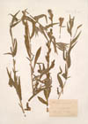 Oenothera muricata L.