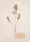 Oenothera serrulata Nutt.