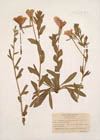 Oenothera longiflora Jacq.