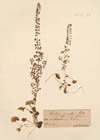 Cotyledon parviflora Sibth. 