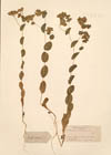 Buplevrum rotundifolium L.