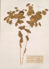 Buplevrum croceum Fenzl.