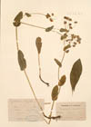 Buplevrum longifolium L.