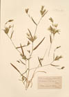 Buplevrum odontites L.