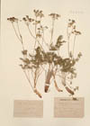 Wallrothia tenuifolia DC. ; Dethawia tenuifolia Endl. 