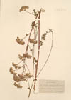 Peucedanum alsaticum L.