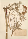 Peucedanum palustre (L.) Moench.