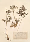 Peucedanum austriacum (Jacq.) W.D.J.Koch.