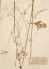 Peucedanum chrysanthum Boiss.