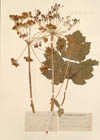 Heracleum pyrenaicum Lam.