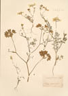 Orlaya grandiflora Hoff.