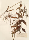 Knoxia corymbosa Willd.