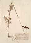 Valeriana officinalis L.