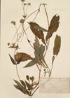 Knautia dipsacifolia (Host) Kreutzer