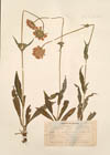 Knautia longifolia (W. & K.) Koch