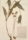 Knautia subcanescens Jord.