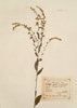 Solidago arguta Aiton