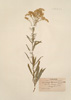 Solidago missouriensis Nutt.