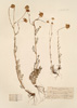 Pyrethrum caucasicum Willd.