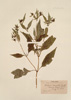 Bidens connata Muhl. ex Willd.