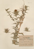 Kentrophyllum lanatum DC.